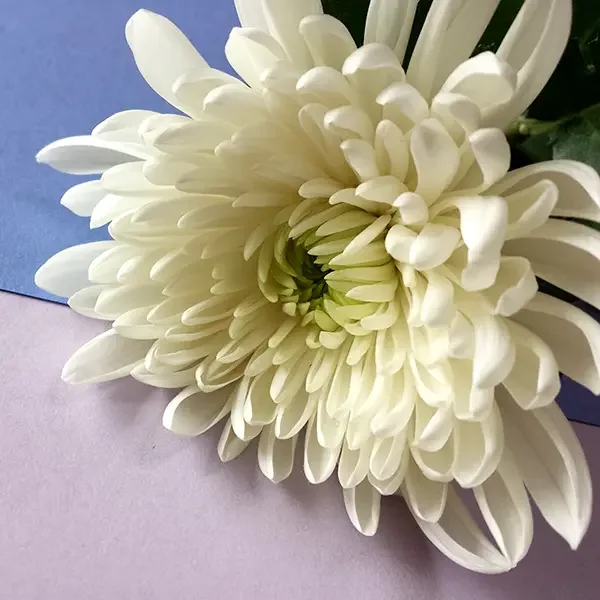 レストランのご法事プラン（日本料理 簾 ／ 中国料理 竹園）